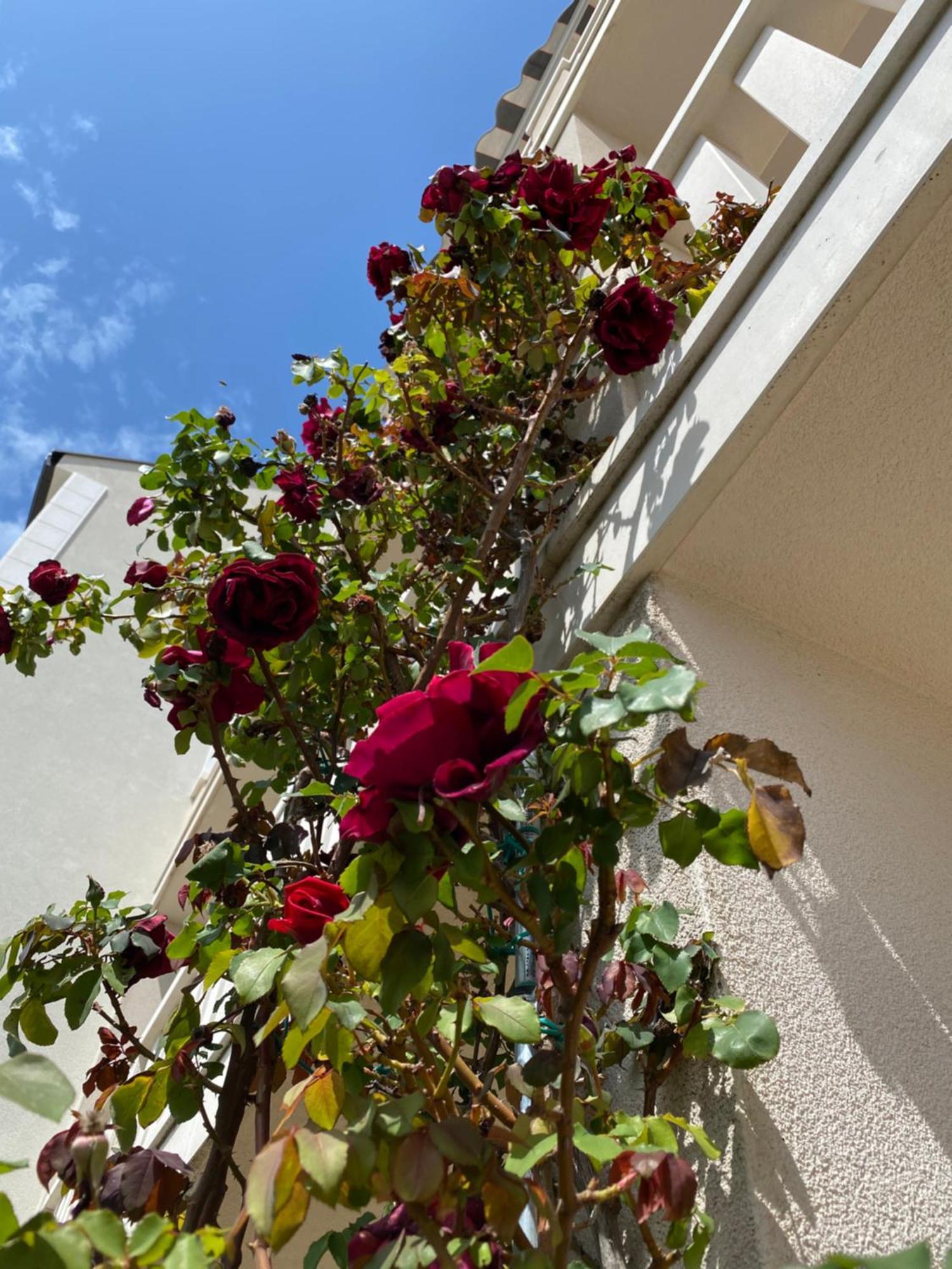 Apartments Lovely Croatia Bol Exterior foto